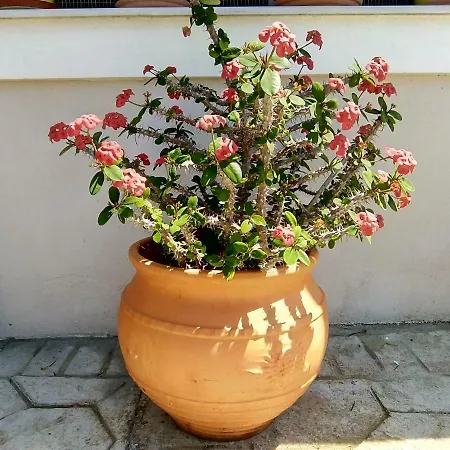 Esmeralda Zante House Apartamento